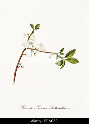ISeptember pflaume Blüten. Isolierte Element auf weißem Hintergrund. Alte Botanische Illustration mit einer detaillierten Aquarell von Giorgio Gallesio auf 1817, 1839 Italien realisiert Stockfoto