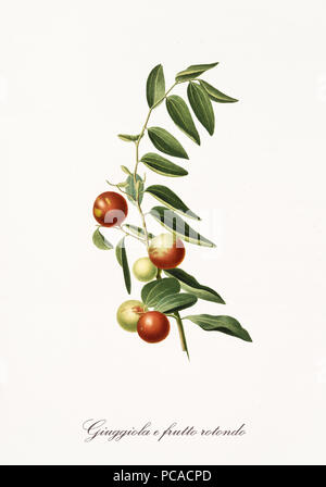 Isolierten roten jujubes auf Ihren einzigen Ast mit Blätter auf weißem Hintergrund. Alte Botanische Illustration mit einer detaillierten Aquarell von Giorgio Gallesio auf 1817,1839 Italien realisiert Stockfoto