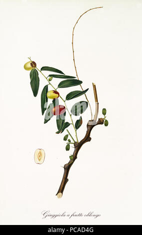 Jujubes auf einem einzigen jujube Zweig und einzige Frucht Abschnitt auf weißem Hintergrund. Alte Botanische Illustration mit einer detaillierten Aquarell von Giorgio Gallesio auf 1817, 1839 realisiert Stockfoto