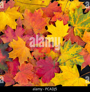 Bunte Blätter im Herbst Hintergrund. Helles ahorn Blätter Stockfoto