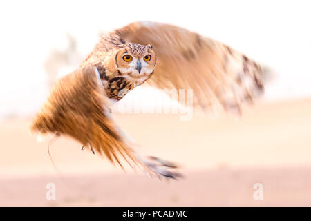 Oscar der Uhu [bubo ascalaphus] für seinen Morgen Nibbles Stockfoto