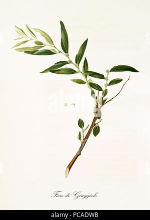 Single jujube Ast mit Blätter und Blumen. Alle grafischen Komposition ist auf weißem Hintergrund. Alte detaillierte Botanische Illustration von Giorgio Gallesio im Jahre 1817 veröffentlicht, 1839 Stockfoto