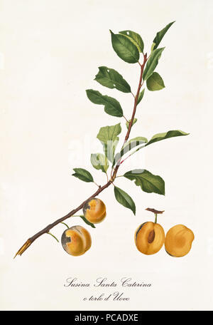 Zwei gelbe Pflaumen auf Ast mit Blätter und Abschnitt der Früchte. Alle Elemente sind auf weißem Hintergrund. Alte detaillierte Botanische Illustration von Giorgio Gallesio im Jahre 1817 veröffentlicht, 1839 Stockfoto