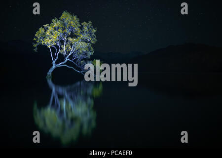 Dass Wanaka Baum gegen die Sterne in der Nacht, Otago, Südinsel, Neuseeland, Pazifische Stockfoto