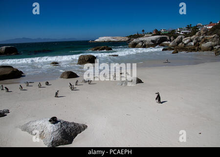 Die African Pinguinkolonie am Boulder's Beach, Cape Town, Südafrika, Afrika Stockfoto