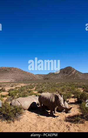 Ein junges Nashorn, Aquila Safari Game Reserve, Kapstadt, Südafrika, Afrika Stockfoto