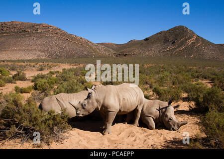 Eine junge Rhino und Familie, Aquila Safari Game Reserve, Kapstadt, Südafrika, Afrika Stockfoto