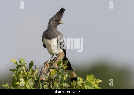 Porträt einer white-bellied go-away-bird (Corythaixoides leucogaster), Tsavo, Kenia, Ostafrika, Südafrika Stockfoto