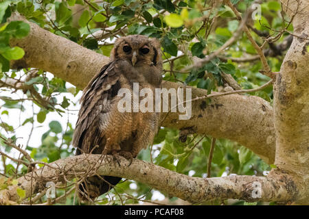 Ein verreaux's Uhu (Bubo lacteus), hocken auf einem Baum, Tsavo, Kenia, Ostafrika, Südafrika Stockfoto