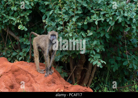 Eine gelbe Baboon (Papio hamadryas cynocephalus), auf einem von Termiten Damm, Kenia, Ostafrika, Südafrika Stockfoto