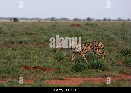 Zwei Geparden (Acinonyx jubatus), Wandern in der Savanne, Tsavo, Kenia, Ostafrika, Südafrika Stockfoto