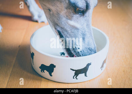 Whippet Hund Nase in Futternapf Stockfoto