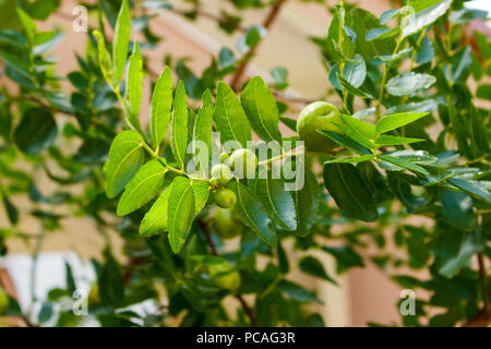 Jujube Früchte oder Monkey apple Ziziphus frisch von den Bäumen. Bio Früchte im Bauerngarten. Stockfoto