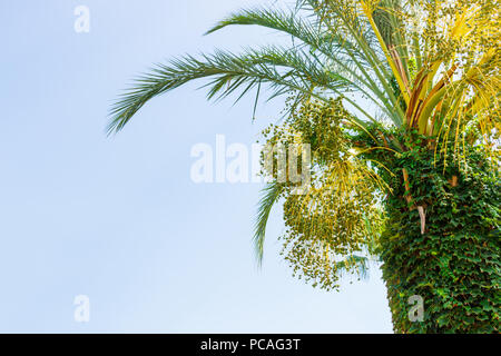 Grüne Jugend Termine auf eine Palme vor blauem Himmel. Nach oben Schließen. Stockfoto