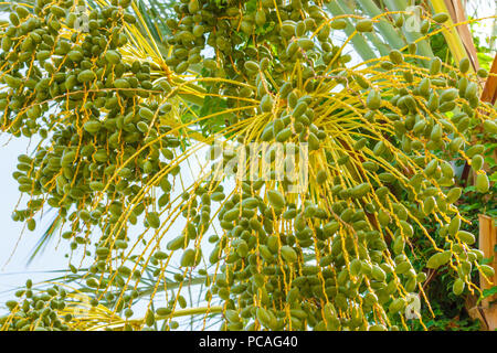 Cluster von grüne Termine hängen von einem Datum palm langsam reifen. Stockfoto