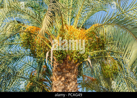 Cluster von grüne Termine hängen von einem Datum palm langsam reifen. Stockfoto