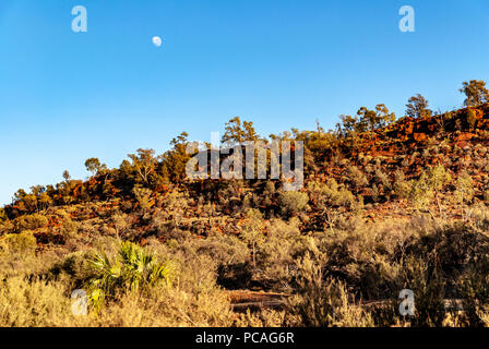 Das Palm Valley, Finke Gorge National Park in Northern Territory, Australien Stockfoto