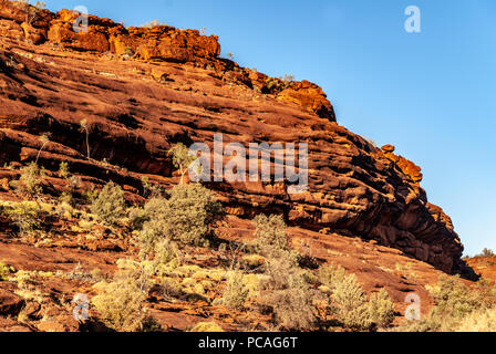 Das Palm Valley, Finke Gorge National Park in Northern Territory, Australien Stockfoto