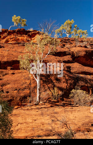 Das Palm Valley, Finke Gorge National Park in Northern Territory, Australien Stockfoto