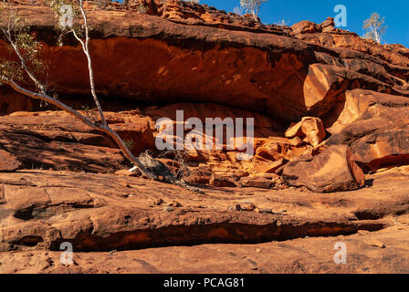 Das Palm Valley, Finke Gorge National Park in Northern Territory, Australien Stockfoto