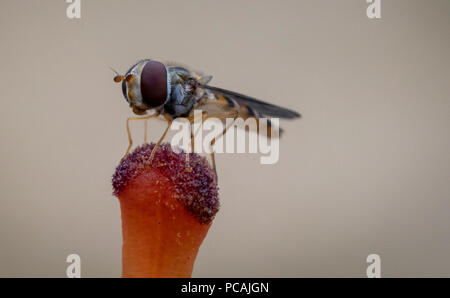 Makro Bild von Hover Fly ruht auf einer Lilie Staubfaden Stockfoto