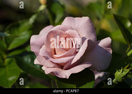 "Walzertakt' Hybrid Tea Rose, Tehybridros (Rosa) Stockfoto