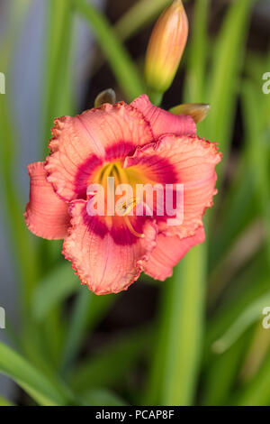 'Strawberry Candy' Daylily, Daglilja (Hemerocallis) Stockfoto