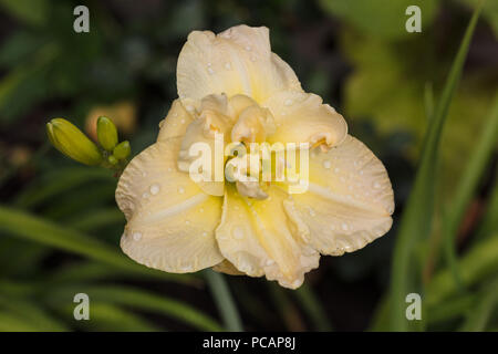 'Jean Swann' Daylily, Daglilja (Hemerocallis) Stockfoto