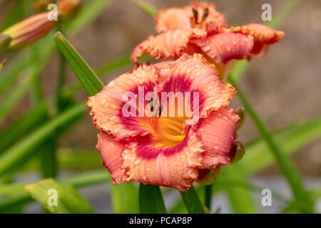 'Strawberry Candy' Daylily, Daglilja (Hemerocallis) Stockfoto