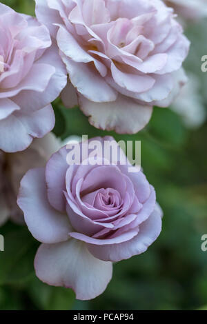 "Walzertakt' Hybrid Tea Rose, Tehybridros (Rosa) Stockfoto