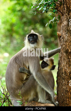 Hanuman Langur oder Grey Langur, Chinnar Wildlife Sanctuary, Kerala Stockfoto