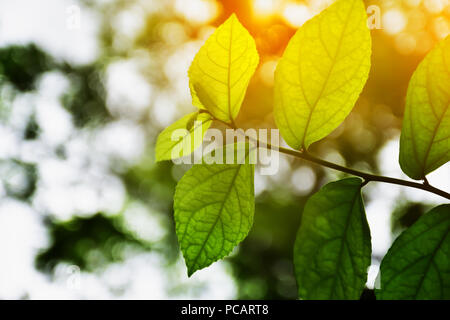 Grünes Blatt und Baum Natur Hintergrund Textur und Sonnenlicht Schönheit in der Natur Stockfoto