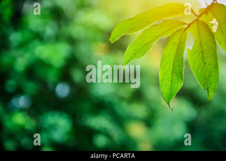 Grünes Blatt und Baum Natur Hintergrund Textur und Sonnenlicht Schönheit in der Natur Stockfoto