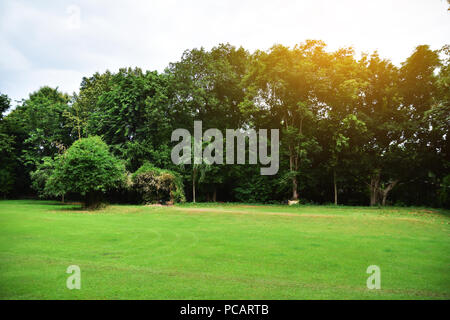 Grünes Blatt und Baum Natur Hintergrund Textur und Sonnenlicht Schönheit in der Natur Stockfoto