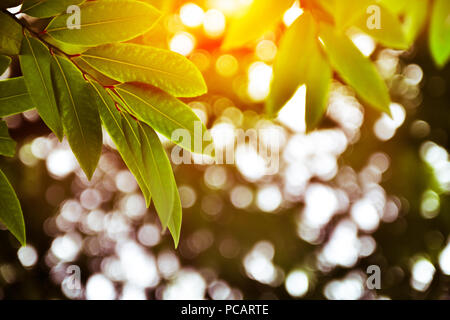 Grünes Blatt und Baum Natur Hintergrund Textur und Sonnenlicht Schönheit in der Natur Stockfoto