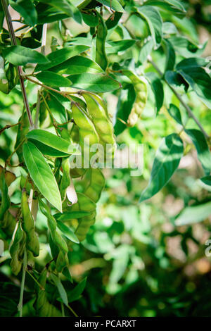 Pigeon Erbsen auf dem Baum wachsen in Gruppen der Hülsen. Karibik Werk in Protein und Nährwert reich Stockfoto