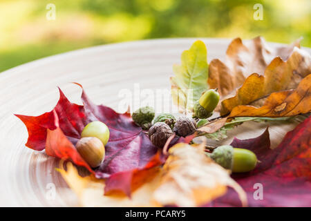 Herbst noch Leben mit Kegeln, Eicheln, Nüsse und Laub. Selektive konzentrieren. Jahreszeit Zusammensetzung mit bunten Blätter und Eicheln Branchen. Platz kopieren Stockfoto