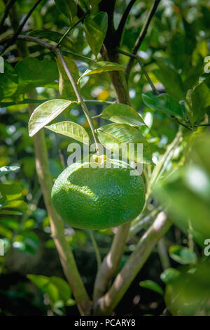 Karibik grün Süße tangerine Obst hängt am Baum. Stockfoto