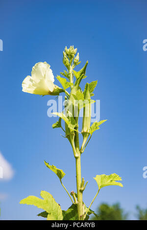 Okra Pflanzen und Blumen in voller Blüte gegen den blauen Himmel Bioprodukte Landwirtschaft Stockfoto