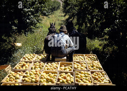 Kisten schleppen von Pfirsichen aus dem Obstgarten der Versand Schuppen, Delta County, Colo September 1940 Stockfoto