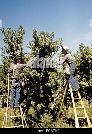 Picker in einem Peach Orchard, Delta County, Colo September 1940 Stockfoto