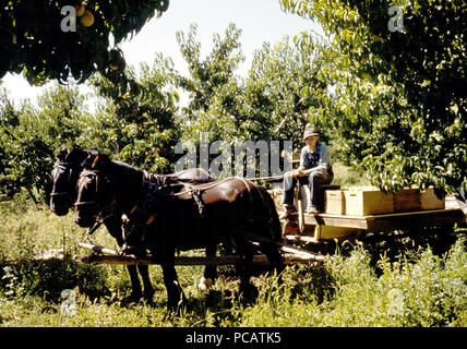 Kisten schleppen von Pfirsichen aus dem Obstgarten der Versand Schuppen, Delta County, Colo September 1940 Stockfoto