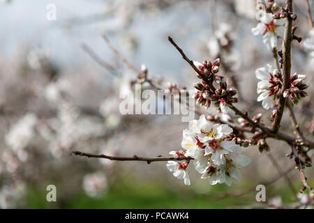 Schönen weißen und rosa Mandel Blumen in Willunga South Australia am 1. August 2018 Stockfoto