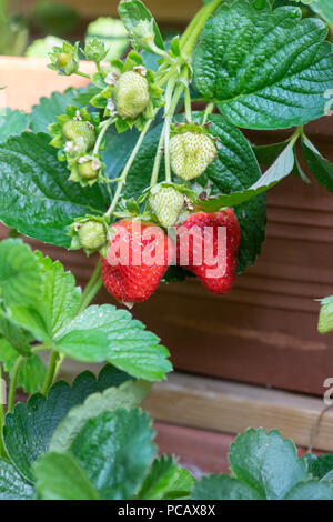 Fragaria x ananassa 'Portola'. Erdbeere 'Portola' Obst im Juli. Großbritannien Stockfoto