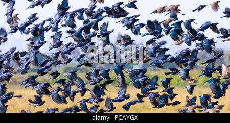 Eine Herde von schwarzen Vögel fliegen über einem Reisfeld Stockfoto