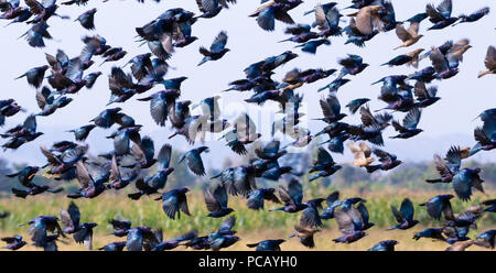 Eine Herde von schwarzen Vögel fliegen über einem Reisfeld Stockfoto