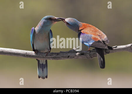 Blauracke Stockfoto