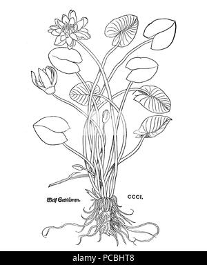 21 Fuchs 1543 weiss Stockfoto