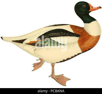 6 britische Federwild und Wildgeflügel (1855) (weißer Hintergrund) Stockfoto