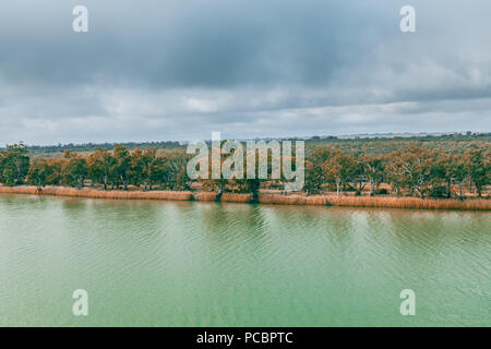Schönen ruhigen Murray River und Mallee Eukalyptusbäumen wächst an seinen Ufern Stockfoto